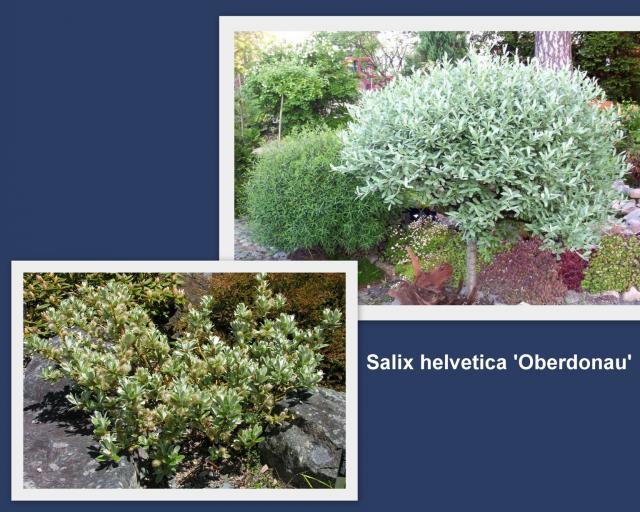 Salix helvetica "Oberdonau" в культурном ландшафте